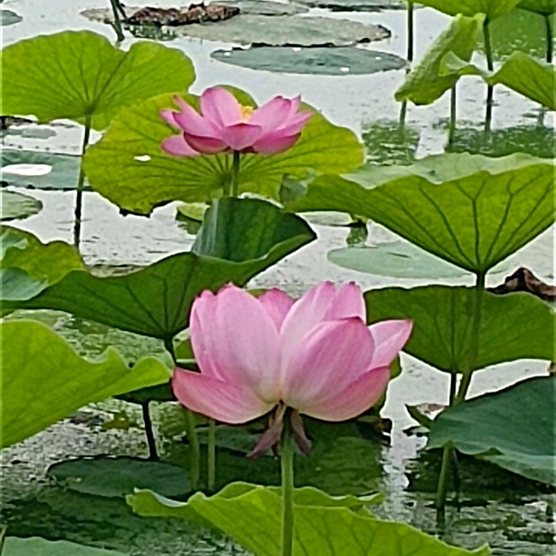 茜茜公主