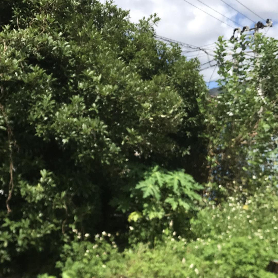 陈美丽