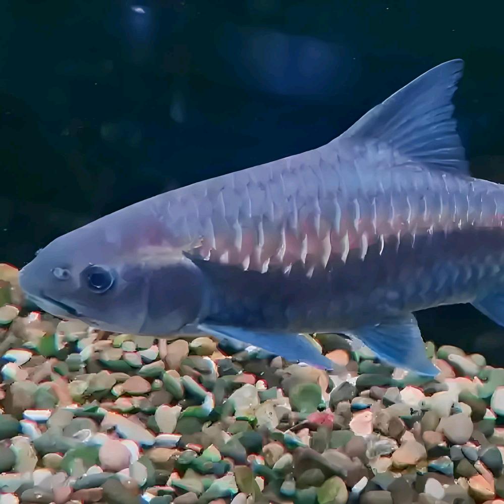 凡事如常（原生鱼）