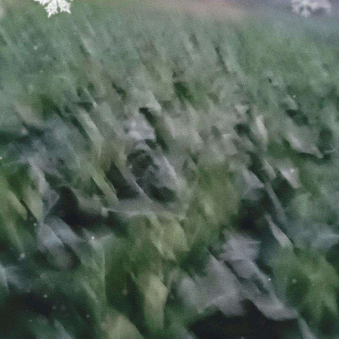 日久见人心
