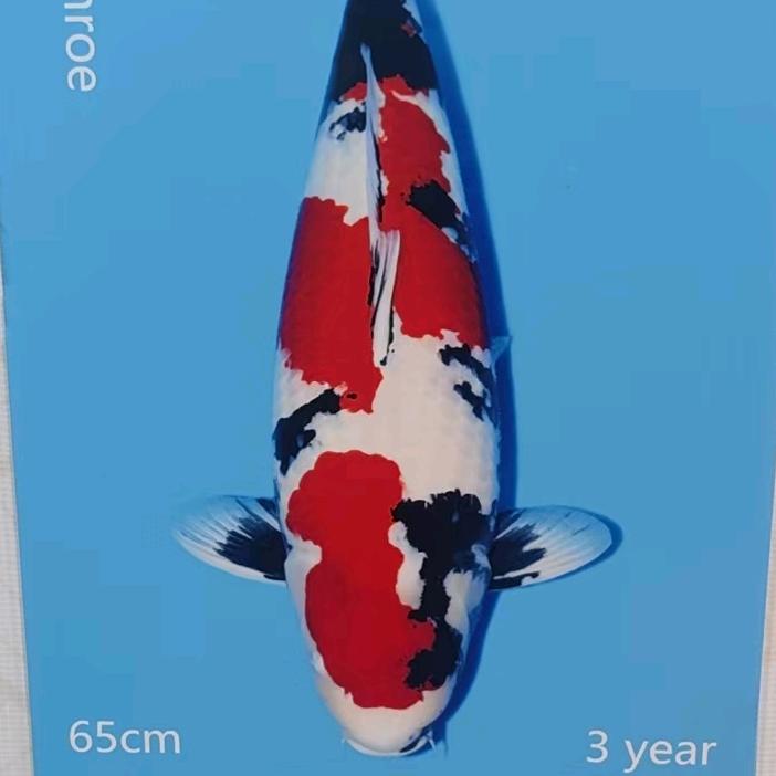 浙江尚鳞锦鲤