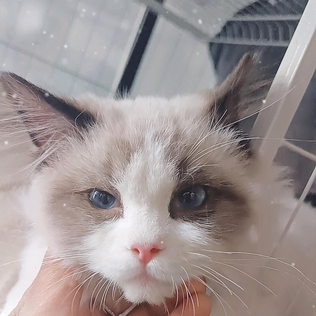 布丁果冻宝宝猫舍（出🐱）