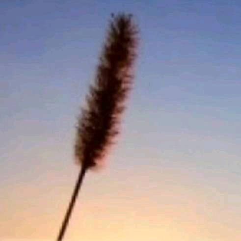 柠檬加醋心更酸