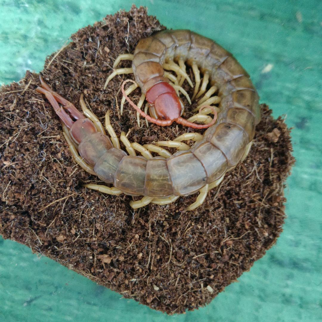 红金龙🐉蜈蚣养殖，收购，加工