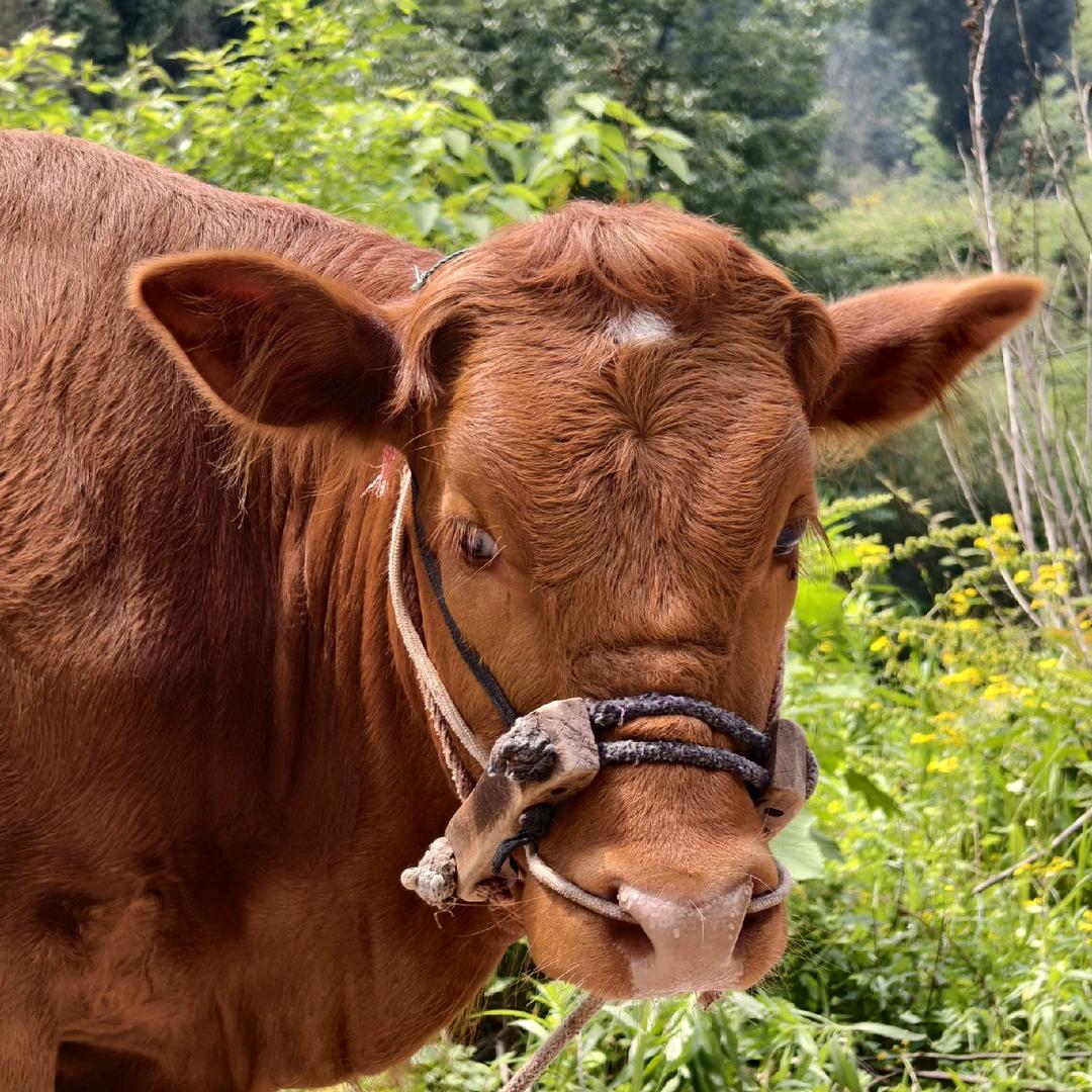 肘杰伦布莱恩特