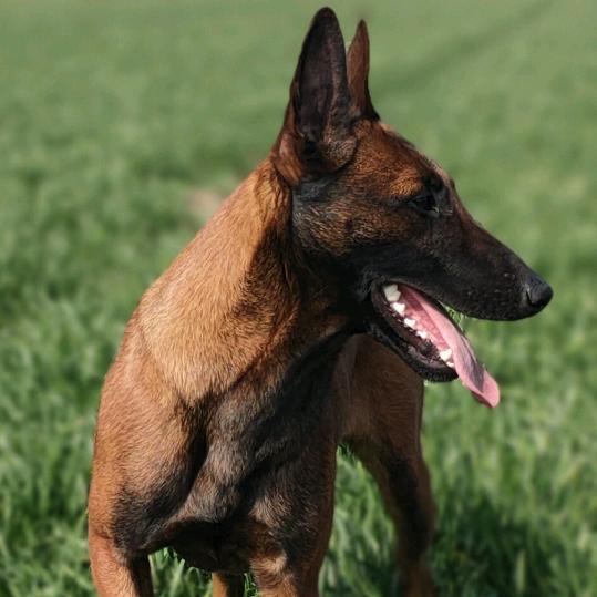 马犬五百，传统野钓