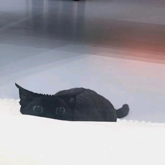 🐟柿子yu