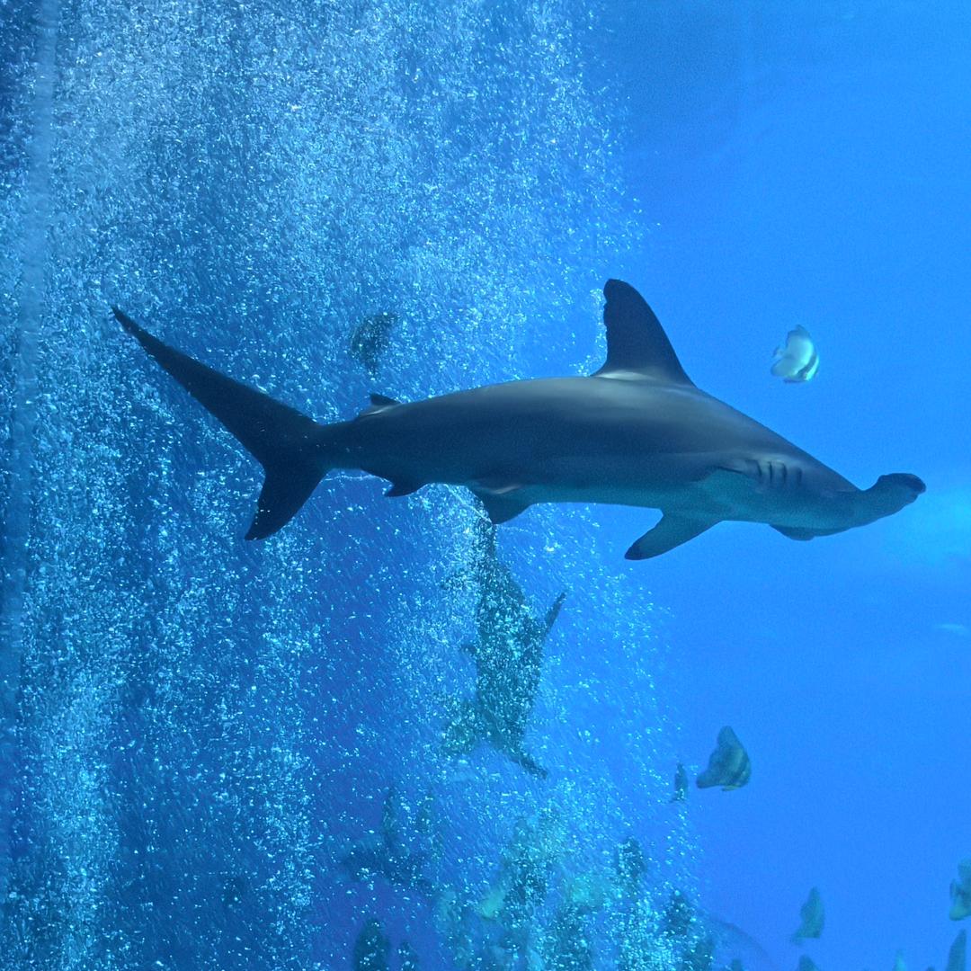 超越自我🦈