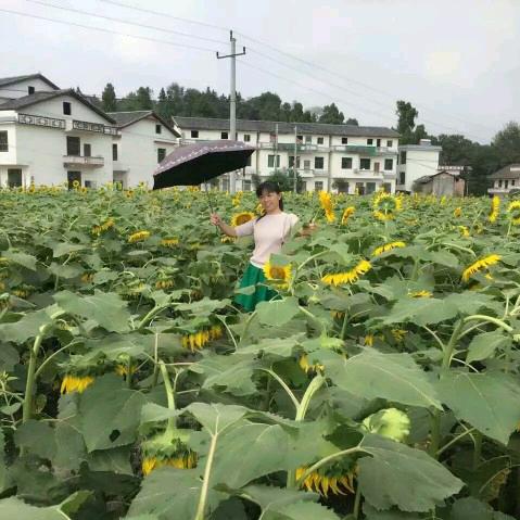 富贵牛