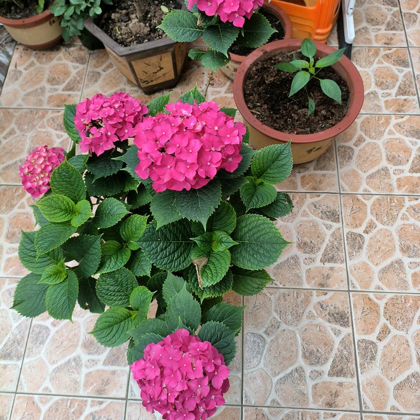 专业裝修老沈