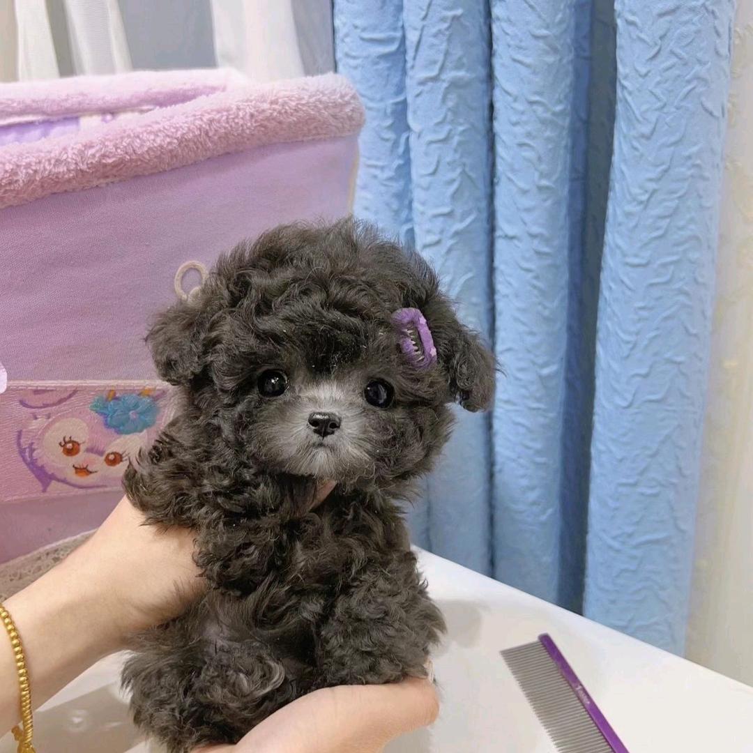 喵喵喜爱家的宠物7