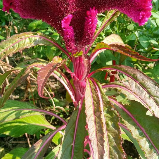 茉莉花