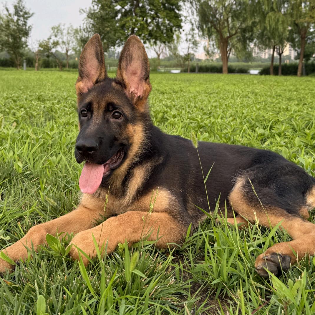 东方阿李德牧犬舍