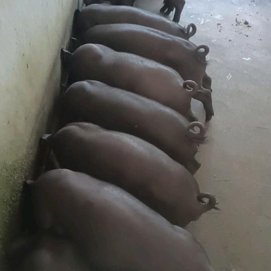 🐷🐷猪事顺利🐷🐷