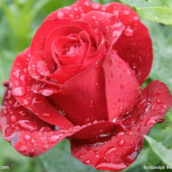 付👫家俩🐶🐶🐶少爷🐭🐭🐭