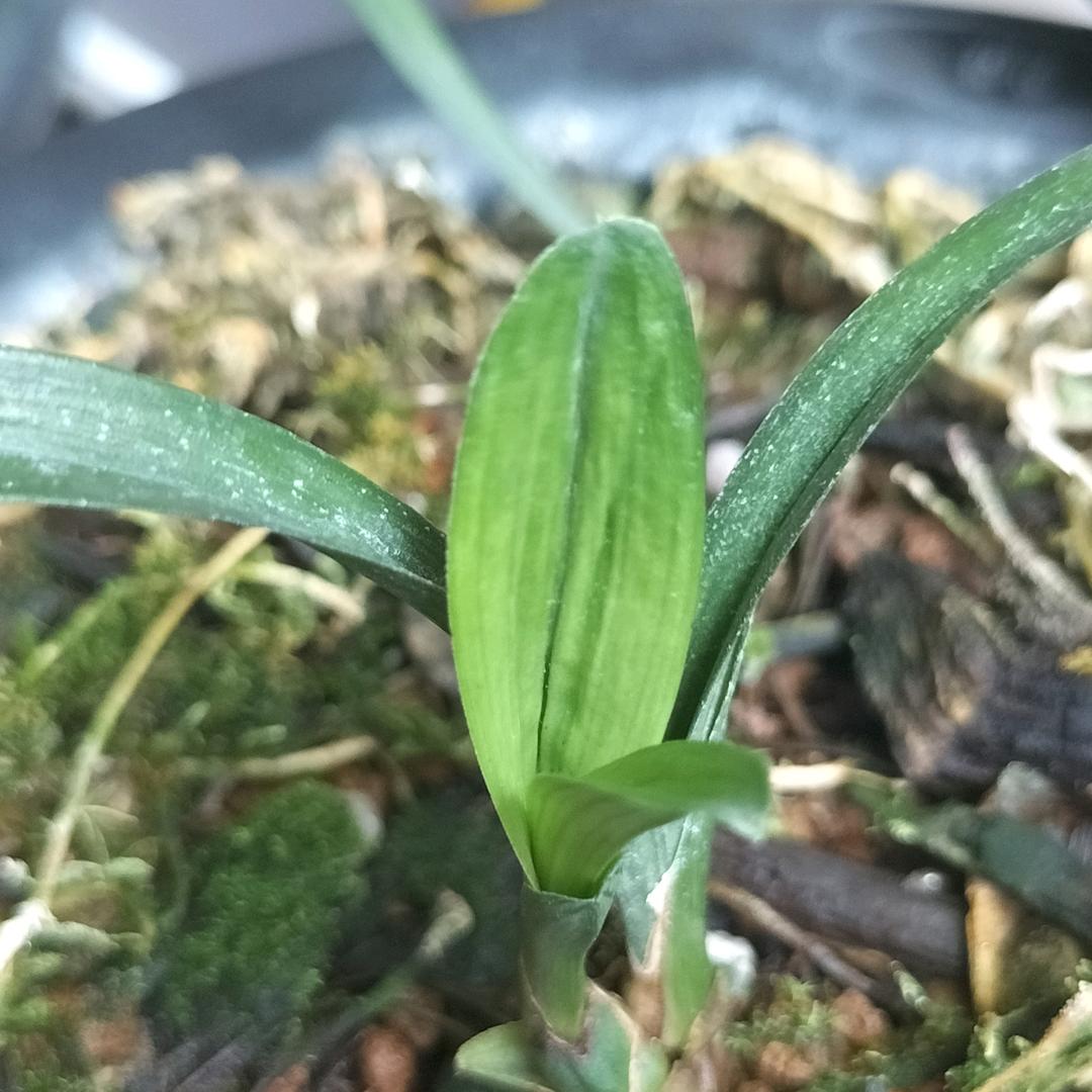 紫月兰香杨红