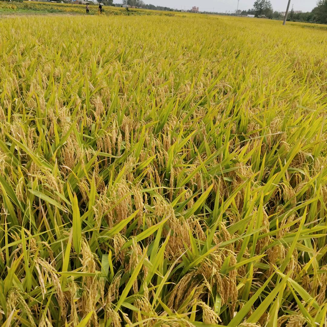 石榴气泡水