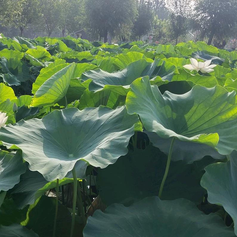 清风与你