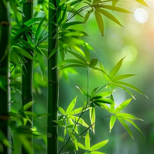 金施美