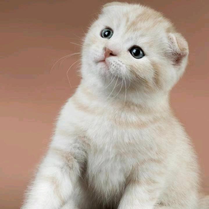 宇宝🐍辰宝🐯