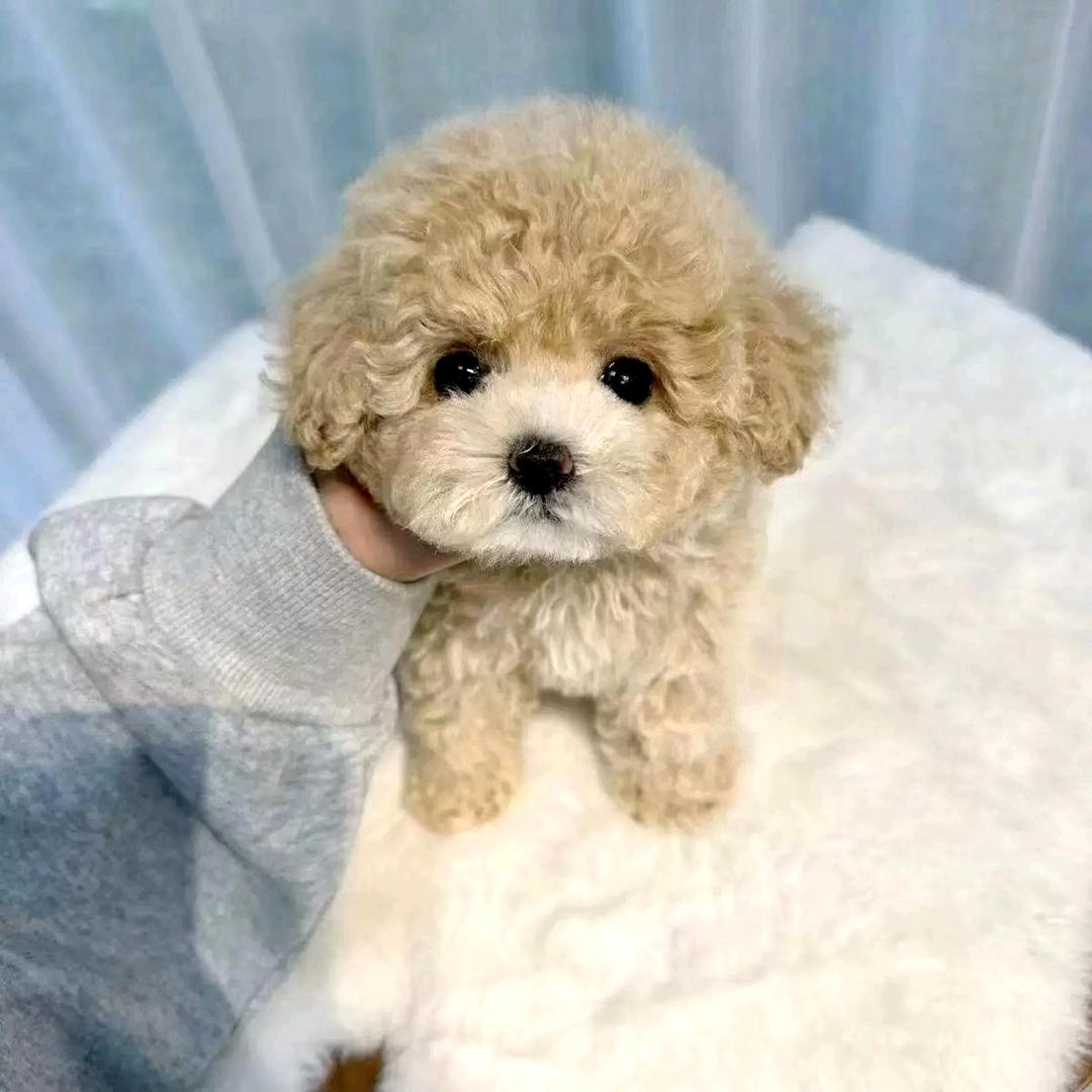 麦兜儿萌宠