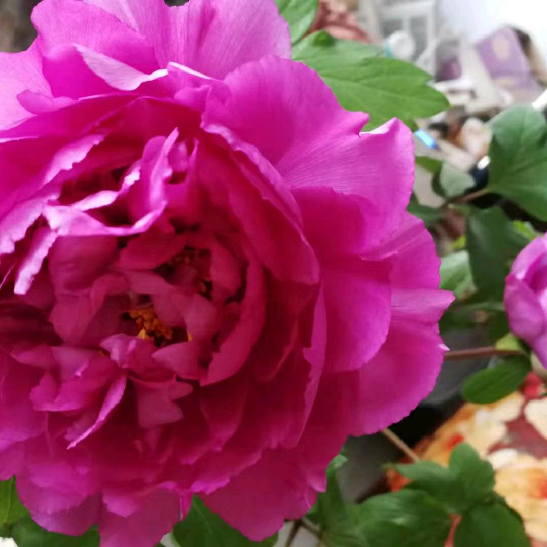 小花