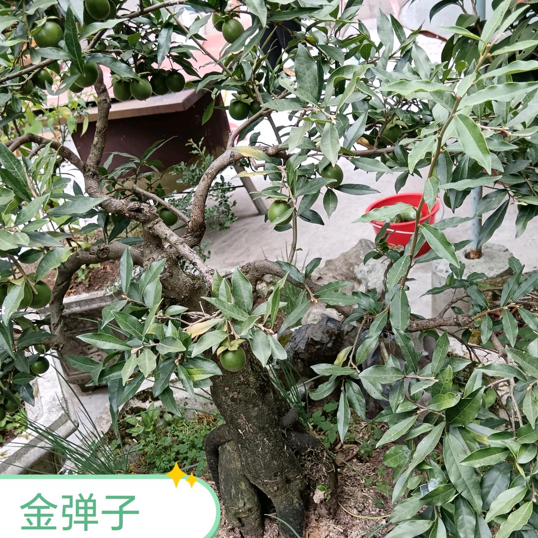 苦命人6868