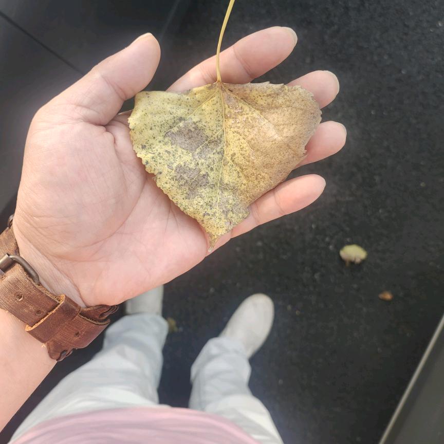 【装修管家·与鑫同行】