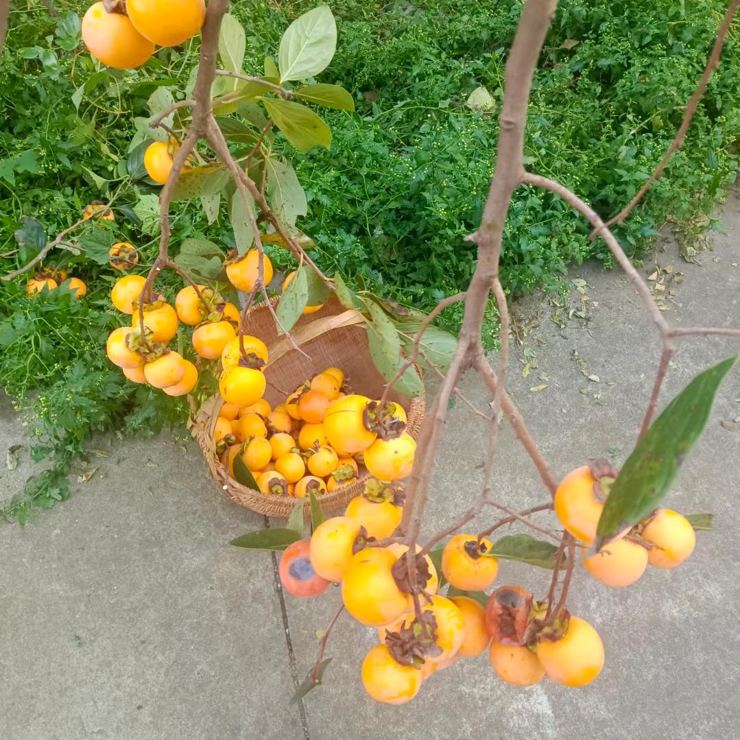 汤圆