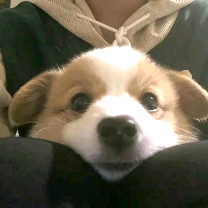 咕咕