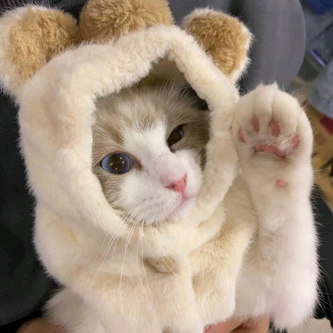 姚姚