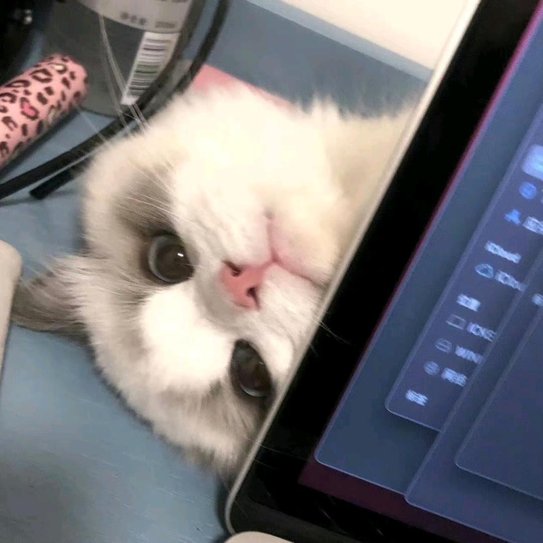 玖只桃子_