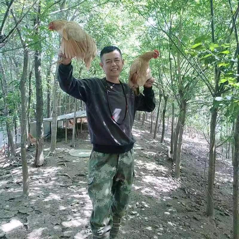 乡村一角生态园野养鸡鹅鸭(阜宁陈良