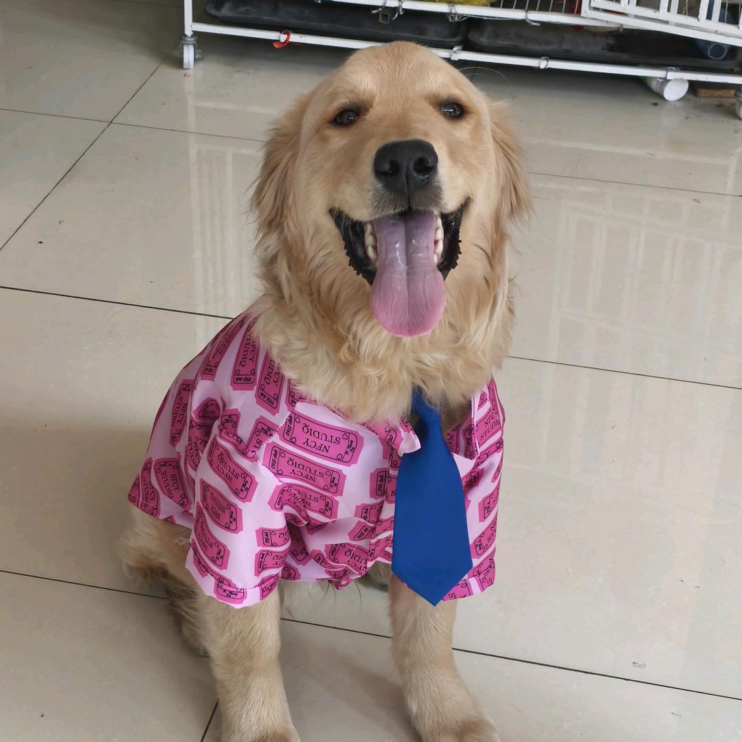 宠哈皮