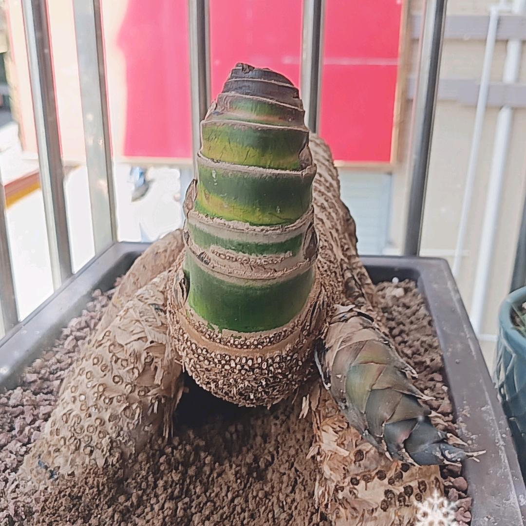 双木林