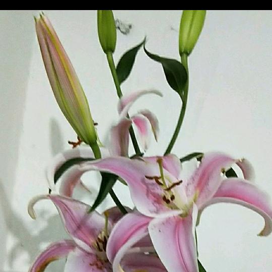 离不开倪