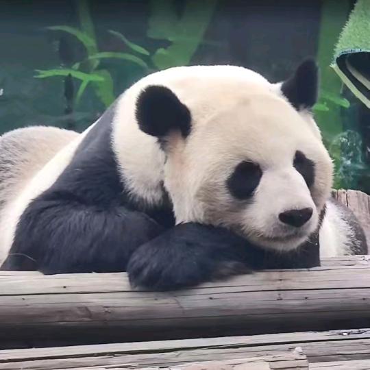 唐僧爱上孙悟空