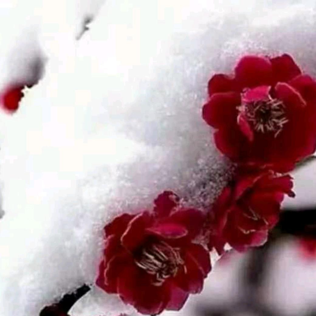 红梅傲雪