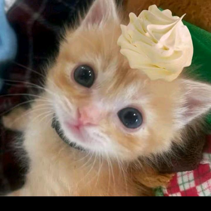 🌾一个人🍃挺好的💐