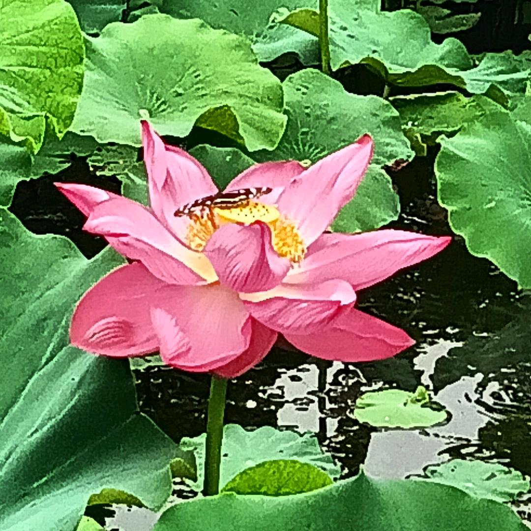 莲花.