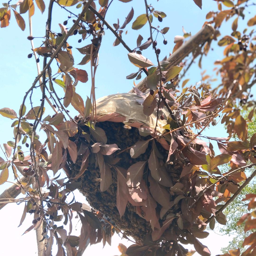 那年，那梅，那养蜂人