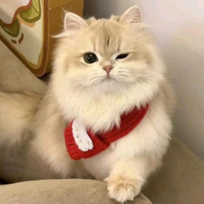 芝士小猫me