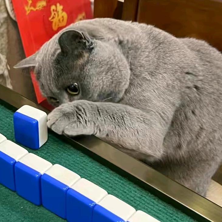 猫咪
