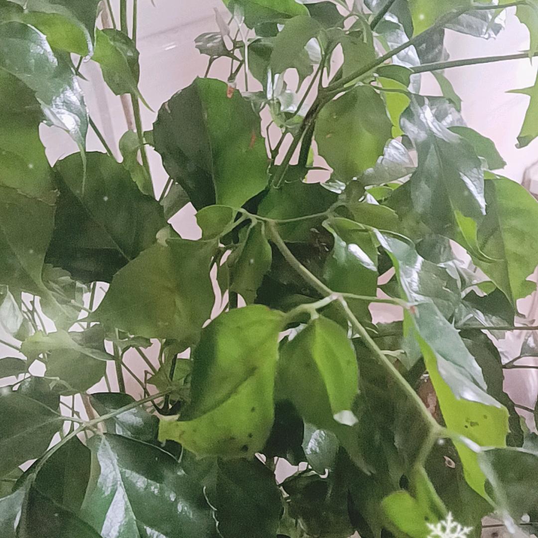 南极洲