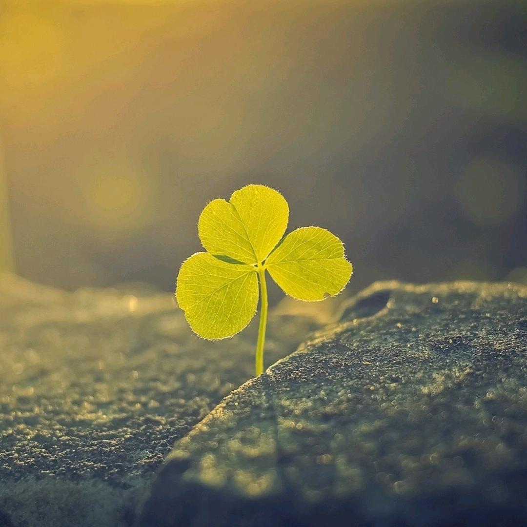 大树（三角洲行动）