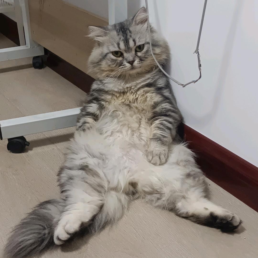 爱猫的小哥哥
