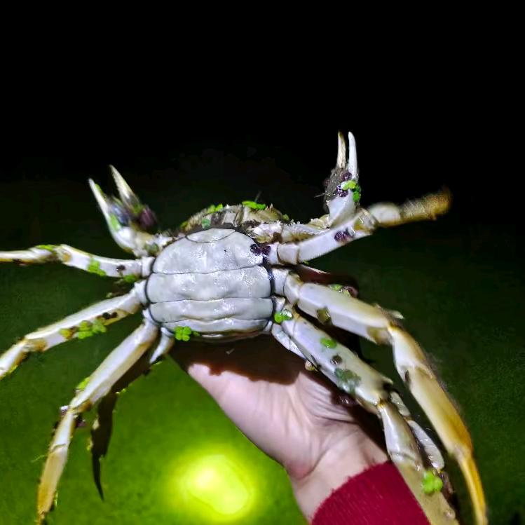 小郑的蟹塘（乡村日记本）