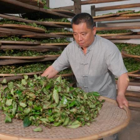 水仙茶守护者