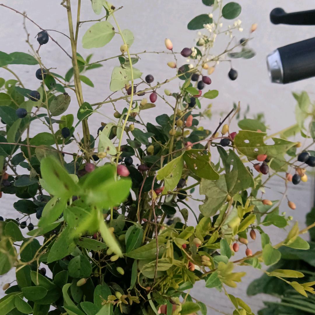 许配给你，你愿意吗？