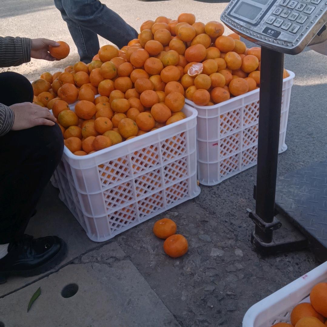 涌泉蜜橘缙云店